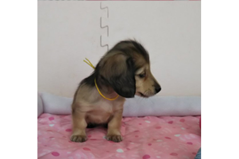 成約済の岩手県のカニンヘンダックスフンド(ロングヘアード)-81639の3枚目