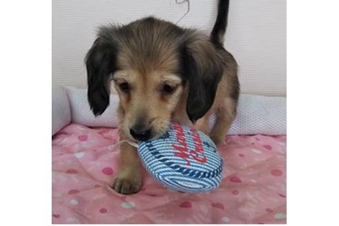 成約済の岩手県のカニンヘンダックスフンド(ロングヘアード)-81639の2枚目