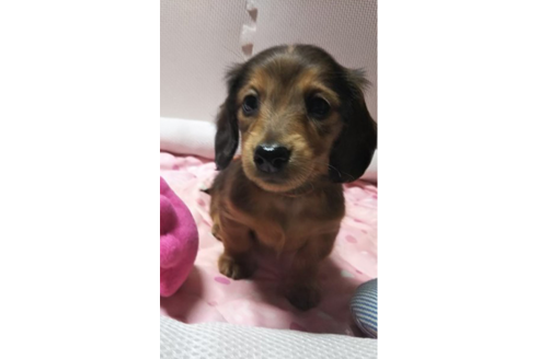 成約済の岩手県のカニンヘンダックスフンド(ロングヘアード)-81646