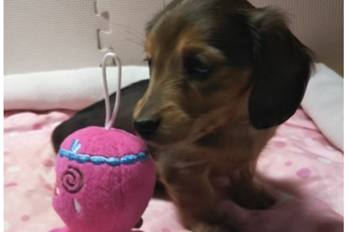 成約済の岩手県のカニンヘンダックスフンド(ロングヘアード)-81646の5枚目