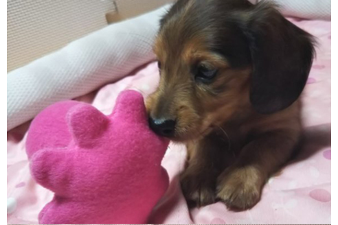 成約済の岩手県のカニンヘンダックスフンド(ロングヘアード)-81646の3枚目