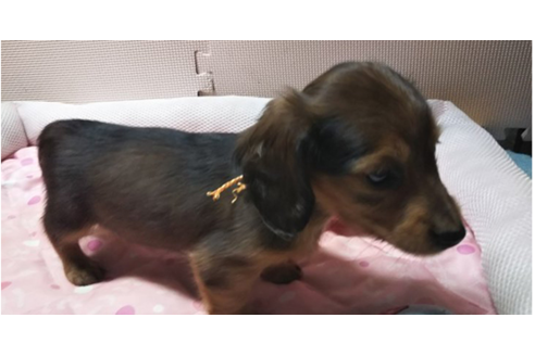 成約済の岩手県のカニンヘンダックスフンド(ロングヘアード)-81646の2枚目