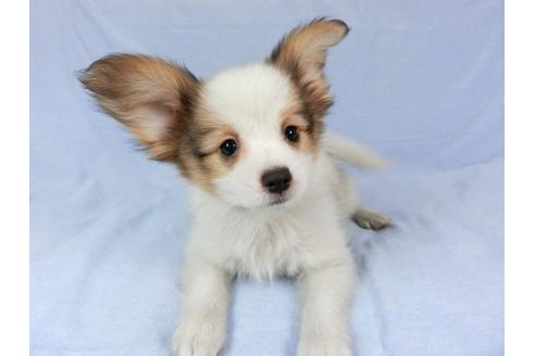 成約済の千葉県のパピヨン-80637の1枚目