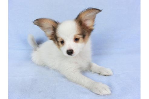 成約済の千葉県のパピヨン-80637の4枚目