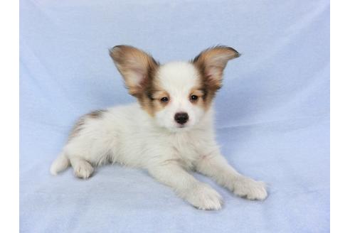 成約済の千葉県のパピヨン-80637の3枚目