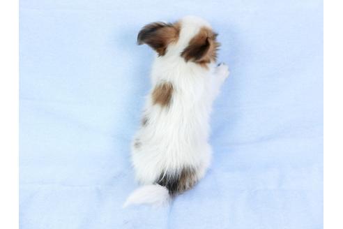 成約済の千葉県のパピヨン-80637の2枚目