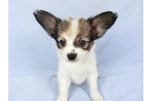 成約済の千葉県のパピヨン-82045の1枚目