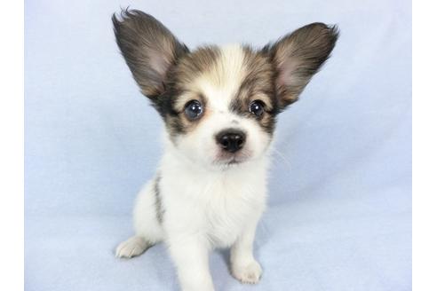 成約済の千葉県のパピヨン-82045の4枚目