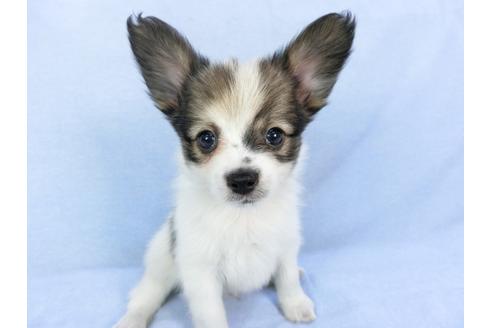 成約済の千葉県のパピヨン-82045の3枚目