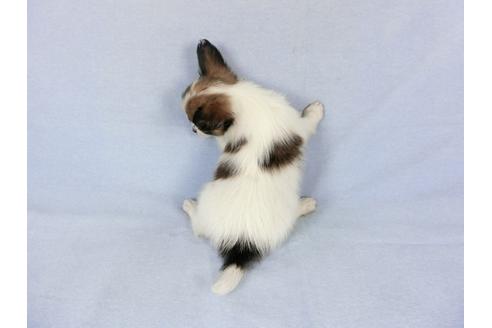 成約済の千葉県のパピヨン-82045の2枚目