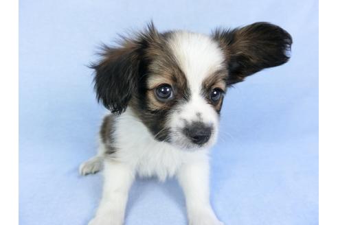 成約済の千葉県のパピヨン-82047の1枚目