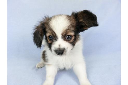 成約済の千葉県のパピヨン-82047の4枚目