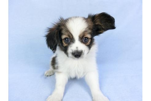 成約済の千葉県のパピヨン-82047の3枚目