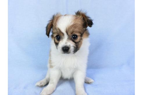 成約済の千葉県のパピヨン-82048の1枚目