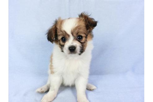 成約済の千葉県のパピヨン-82048の4枚目