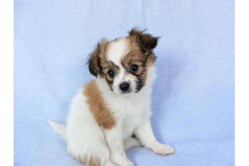 成約済の千葉県のパピヨン-82048の3枚目