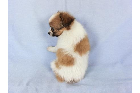 成約済の千葉県のパピヨン-82048の2枚目