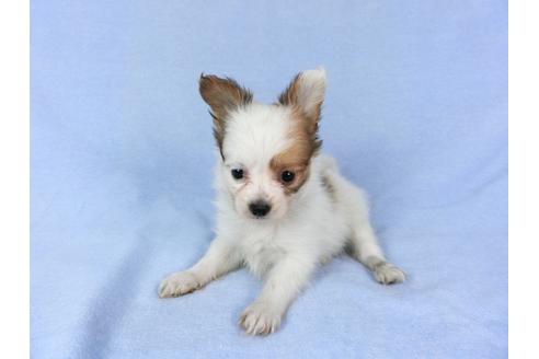 成約済の千葉県のパピヨン-82049の8枚目