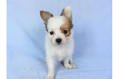 成約済の千葉県のパピヨン-82049の7枚目