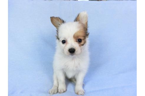 成約済の千葉県のパピヨン-82049の6枚目