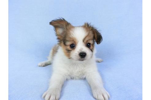 成約済の千葉県のパピヨン-82051