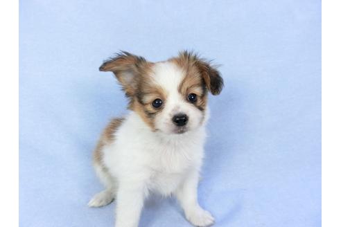 成約済の千葉県のパピヨン-82051の4枚目