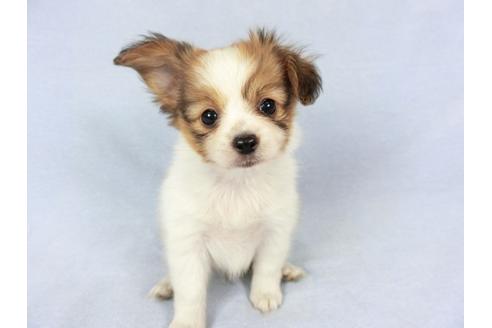 成約済の千葉県のパピヨン-82051の3枚目