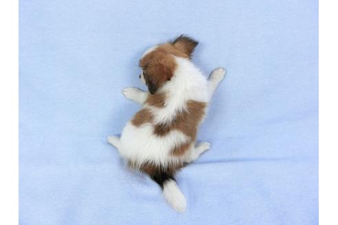 成約済の千葉県のパピヨン-82051の2枚目