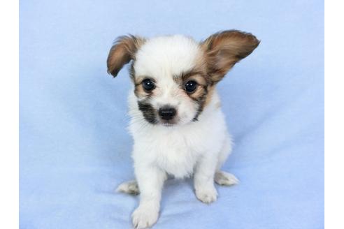 成約済の千葉県のパピヨン-82053