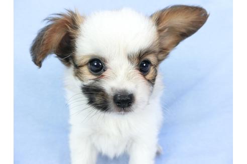 成約済の千葉県のパピヨン-82053の3枚目