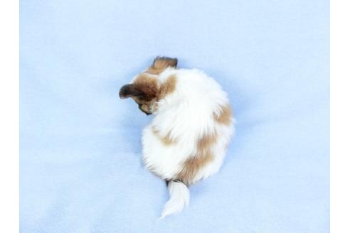 成約済の千葉県のパピヨン-82053の2枚目