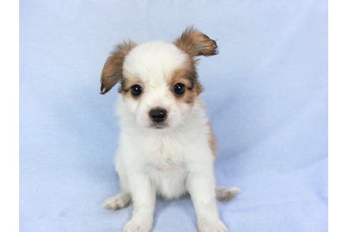 成約済の千葉県のパピヨン-82055の12枚目