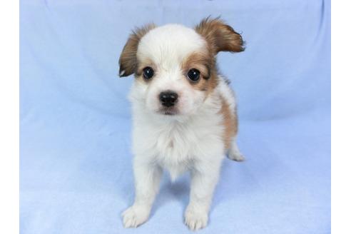 成約済の千葉県のパピヨン-82055の11枚目