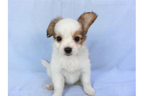 成約済の千葉県のパピヨン-82055の10枚目