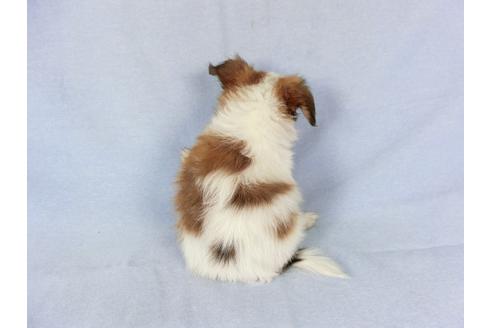 成約済の千葉県のパピヨン-82055の9枚目