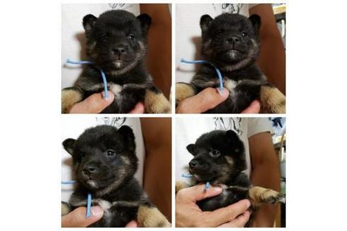 成約済の北海道の柴犬-82057