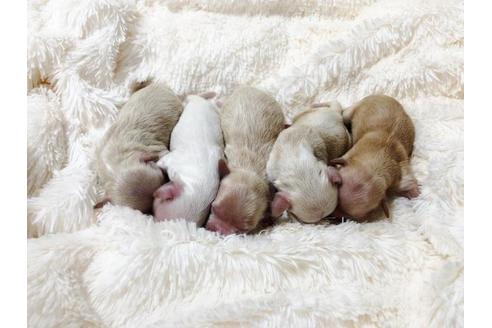 成約済の秋田県のマルプー:マルチーズ×トイプードル-80861の4枚目