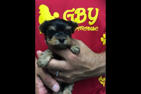 成約済の静岡県のヨークシャーテリア-81132の3枚目