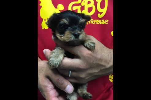 成約済の静岡県のヨークシャーテリア-81132の2枚目