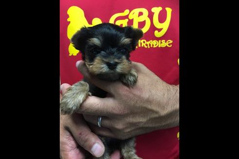 成約済の静岡県のヨークシャーテリア-81132