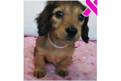 成約済の岩手県のカニンヘンダックスフンド(ロングヘアード)-81645の4枚目