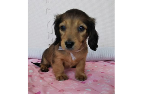 成約済の岩手県のカニンヘンダックスフンド(ロングヘアード)-81645の3枚目