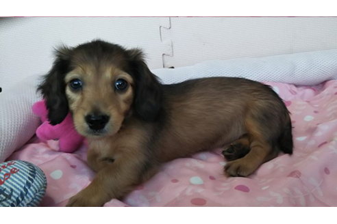 成約済の岩手県のカニンヘンダックスフンド(ロングヘアード)-81645の2枚目