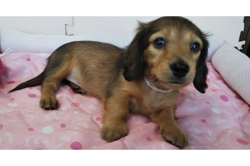 成約済の岩手県のカニンヘンダックスフンド(ロングヘアード)-81645