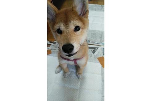 成約済の宮崎県の柴犬-78246