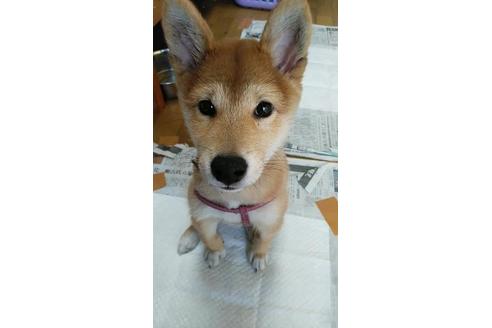 成約済の宮崎県の柴犬-78246の2枚目