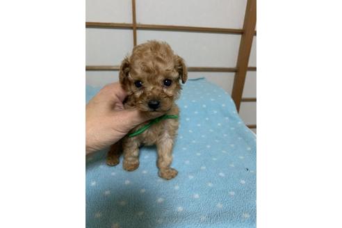 成約済の大阪府のトイプードル-82090