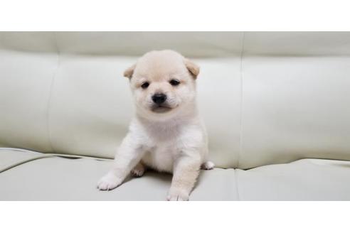 成約済の長崎県の柴犬-81574の1枚目