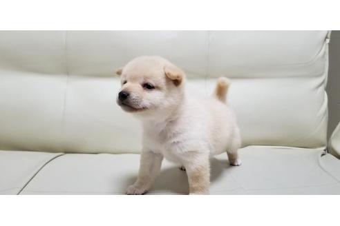 成約済の長崎県の柴犬-81574の3枚目