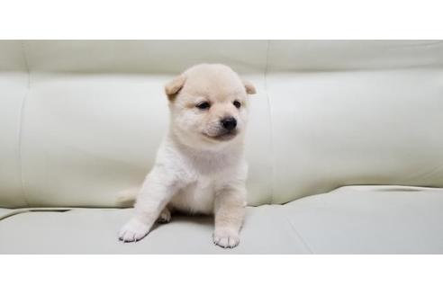 成約済の長崎県の柴犬-81574の2枚目